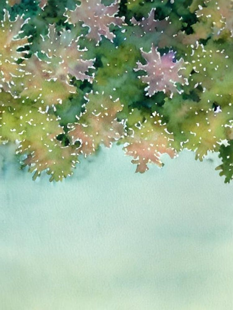 Acropora Palifera Ii Storybook Watercolour