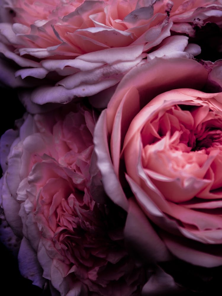 Pink Roses 1