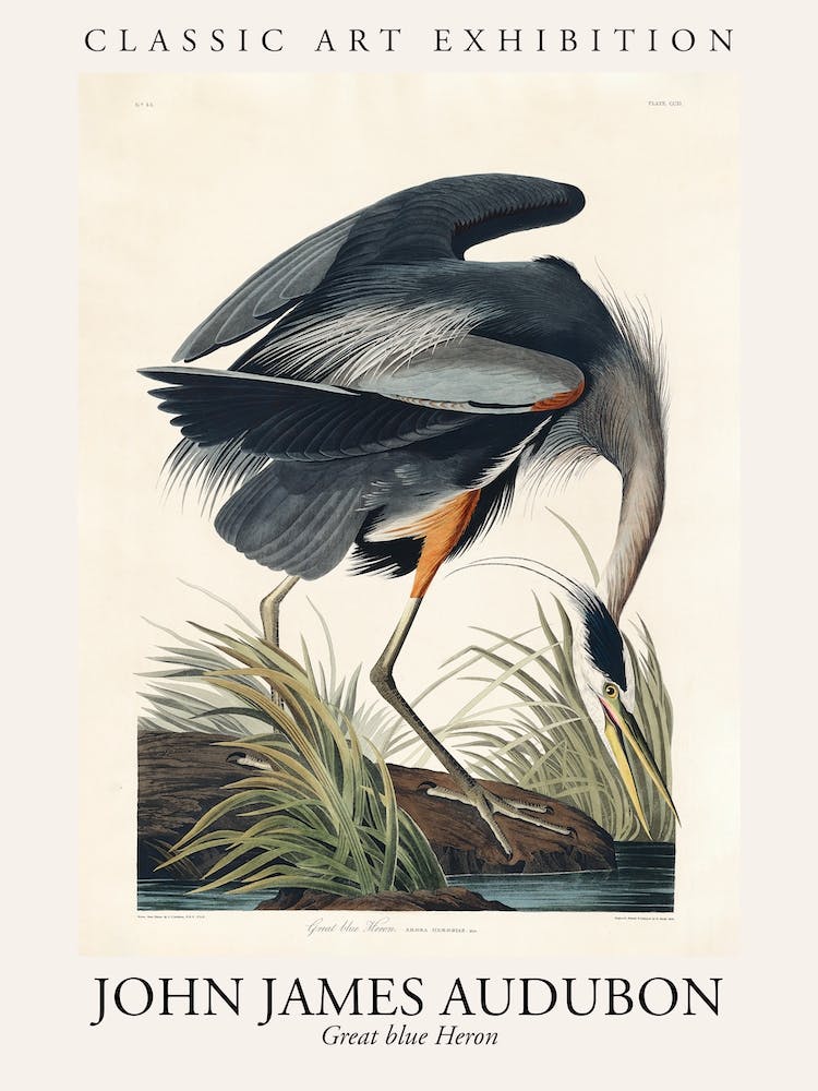 Great Blue Heron, Birds Of America, John James Audubon Poster