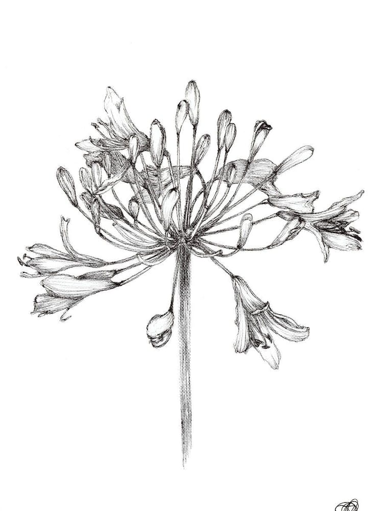 Black and White Agapanthus
