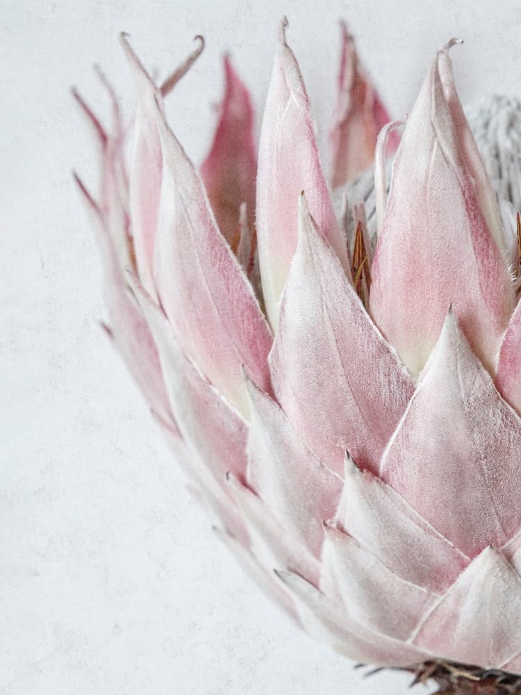 Blush Pink King Protea