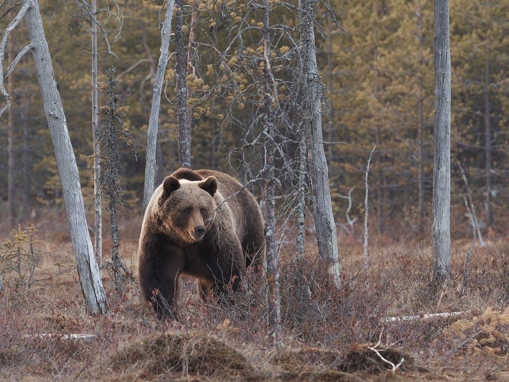 Grizzly Bear In Woods