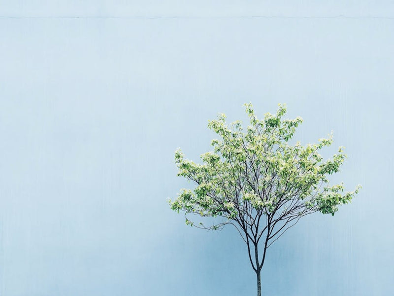 Lone Tree 4