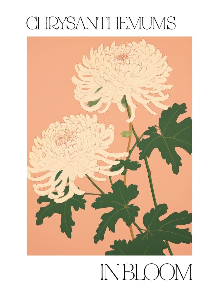 Chrysanthemums In Bloom Flowers Bold Illustration 4