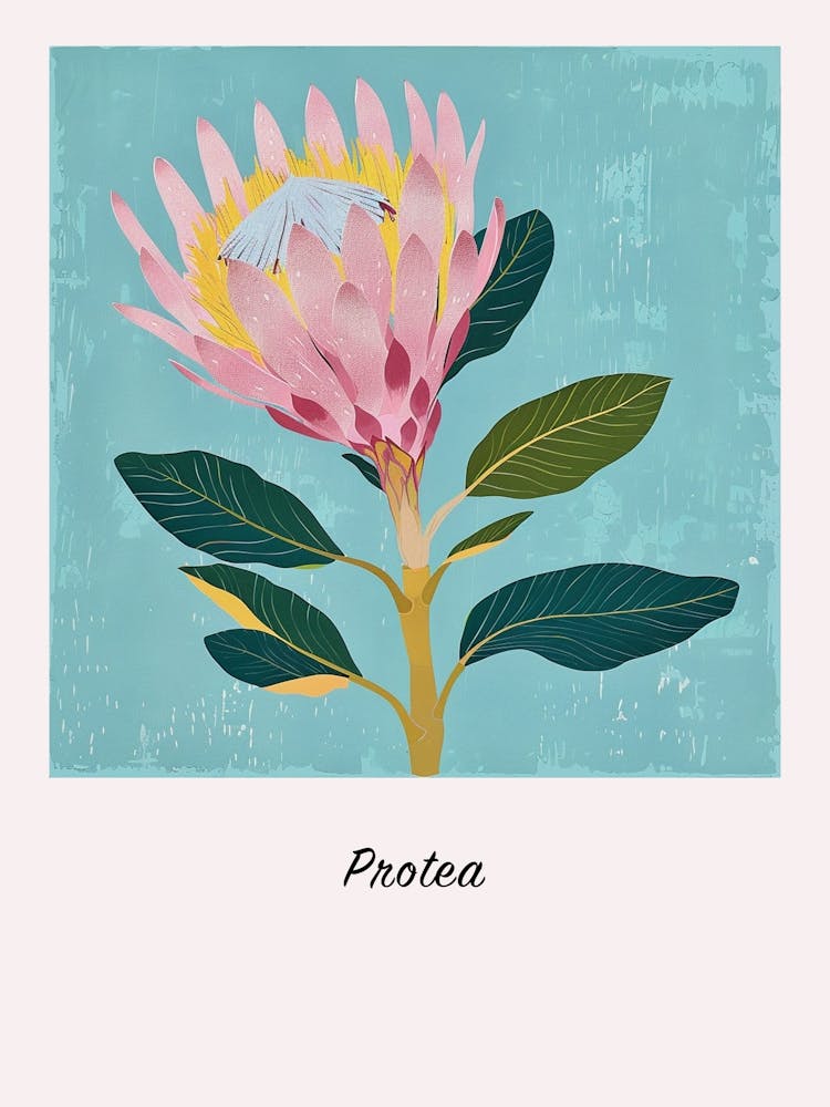 Protea 1 Affiche d'Illustration de Fleur Carrée