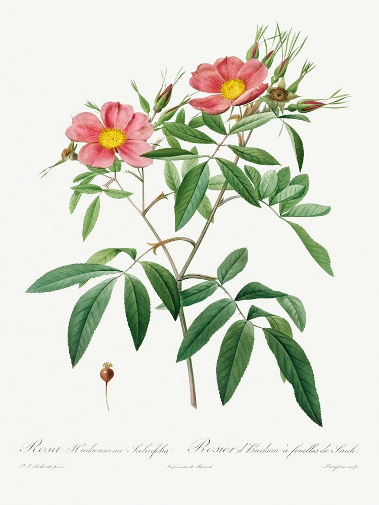Rosa Hudsoniana Salicifolia (1817–1824), Pierre Joseph Redoute