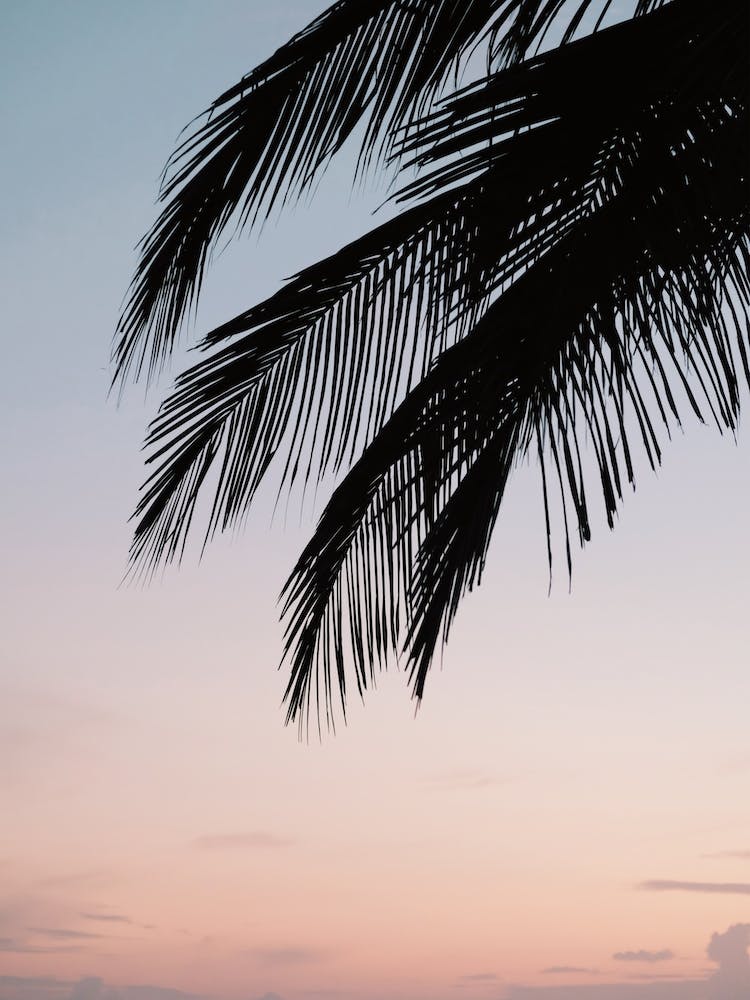 Palm Tree Silhouette