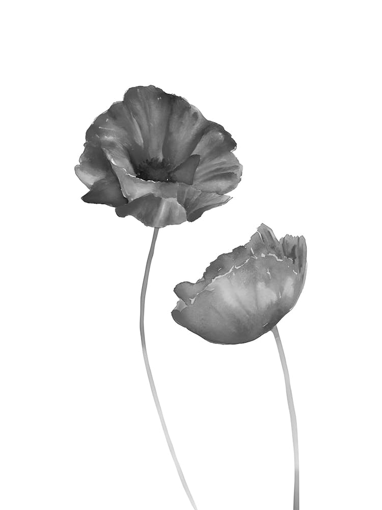Schwarz-weiße Mohnblumen