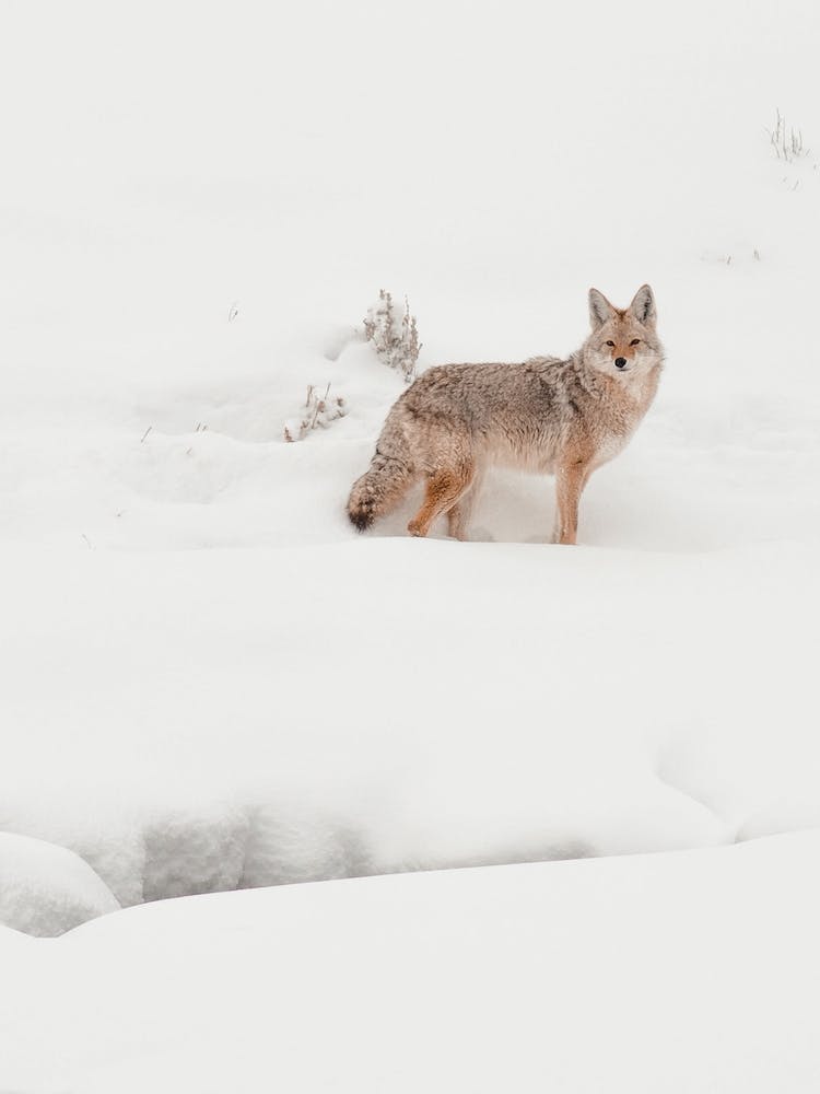 Snowy Coyote