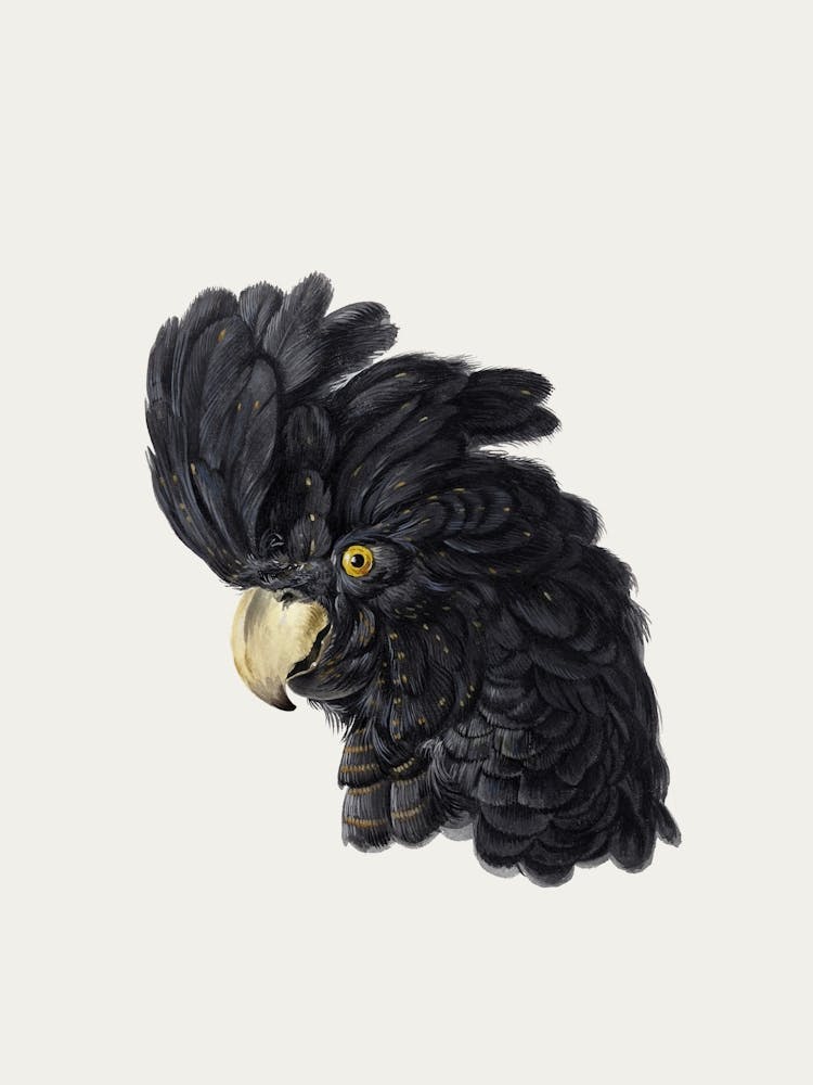 Parrot Vintage Bird_2835796