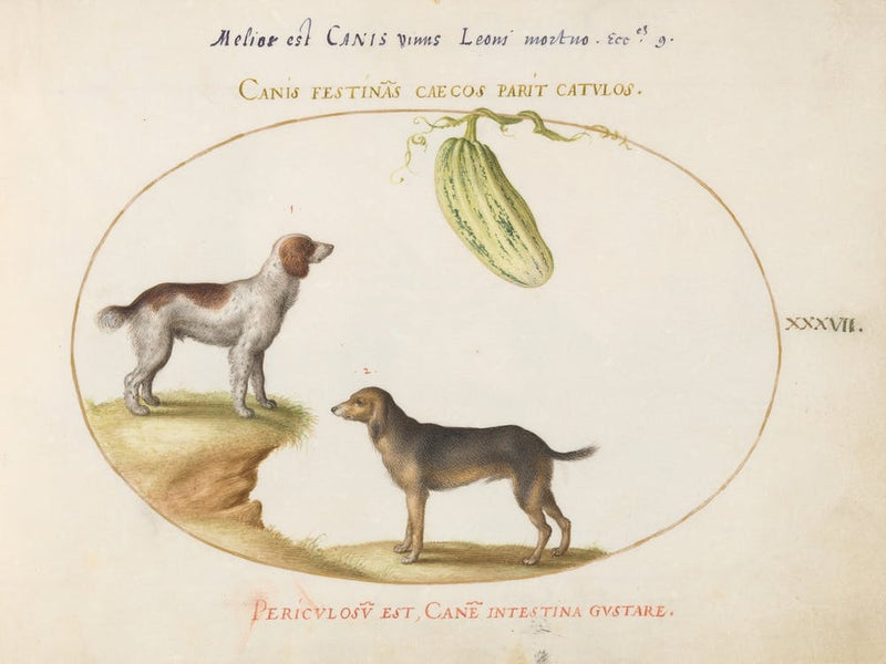 Quadervpedia Animals And Reptiles, Joris Hoefnagel (7)