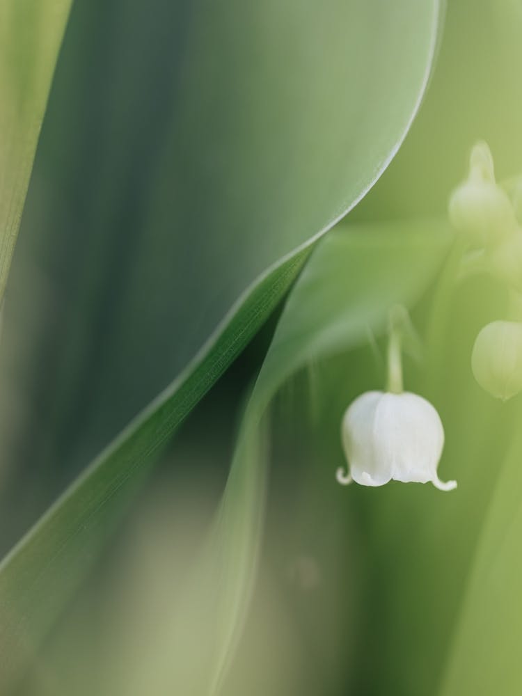 Whisper of Spring