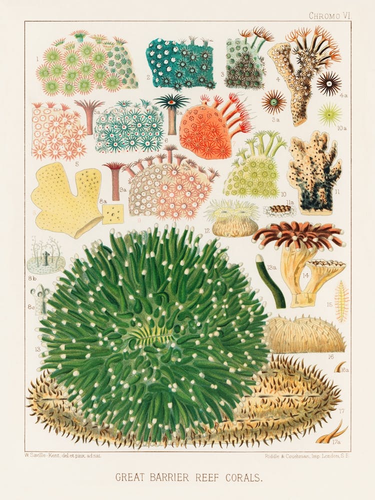 Great Barrier Reefs Corals