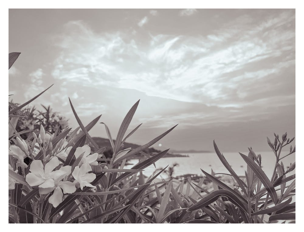 Flowers By The Sea