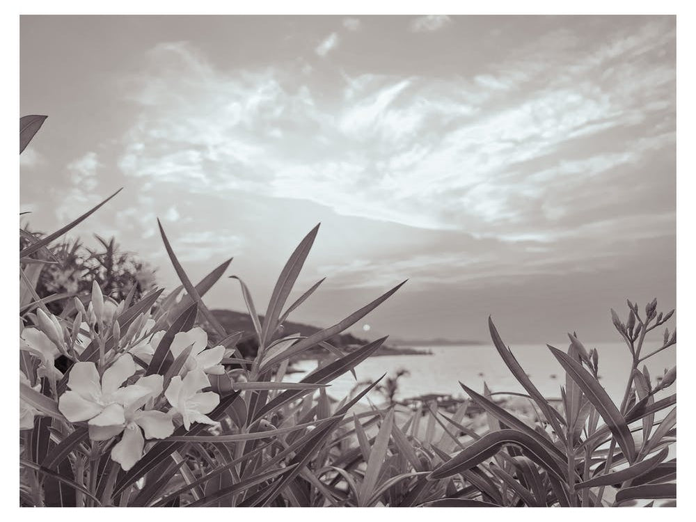 Flowers By The Sea