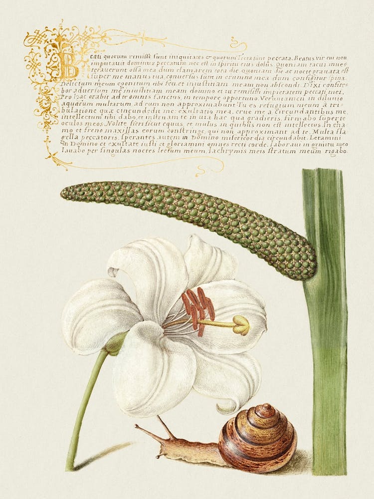 Lis de la Madone, Mollusque Terrestre et Jonc odorant tirés de Mira Calligraphiae Monumenta, Joris Hoefnagel
