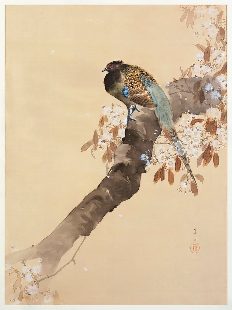 Pheasant On Cherry Blossom Branch (1887 1945), Ohara Koson