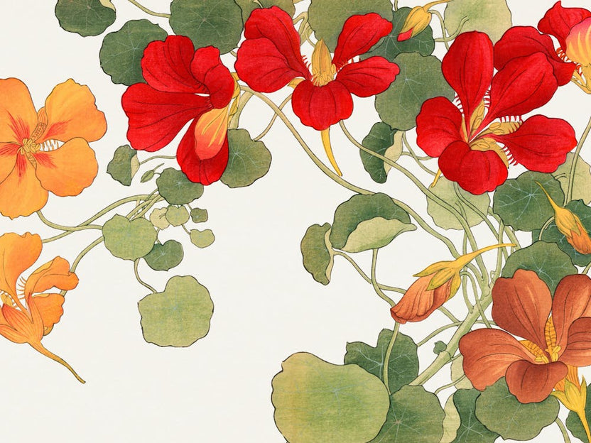 Nasturtiums 1