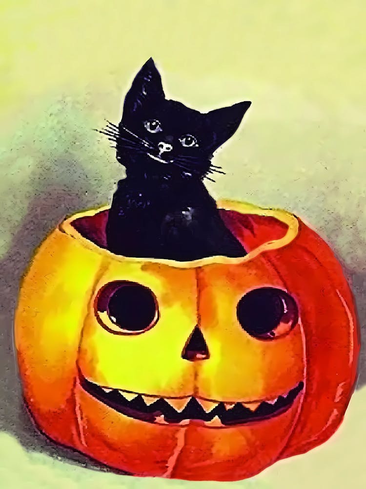Little Black Cat In A Carved Pumpkin