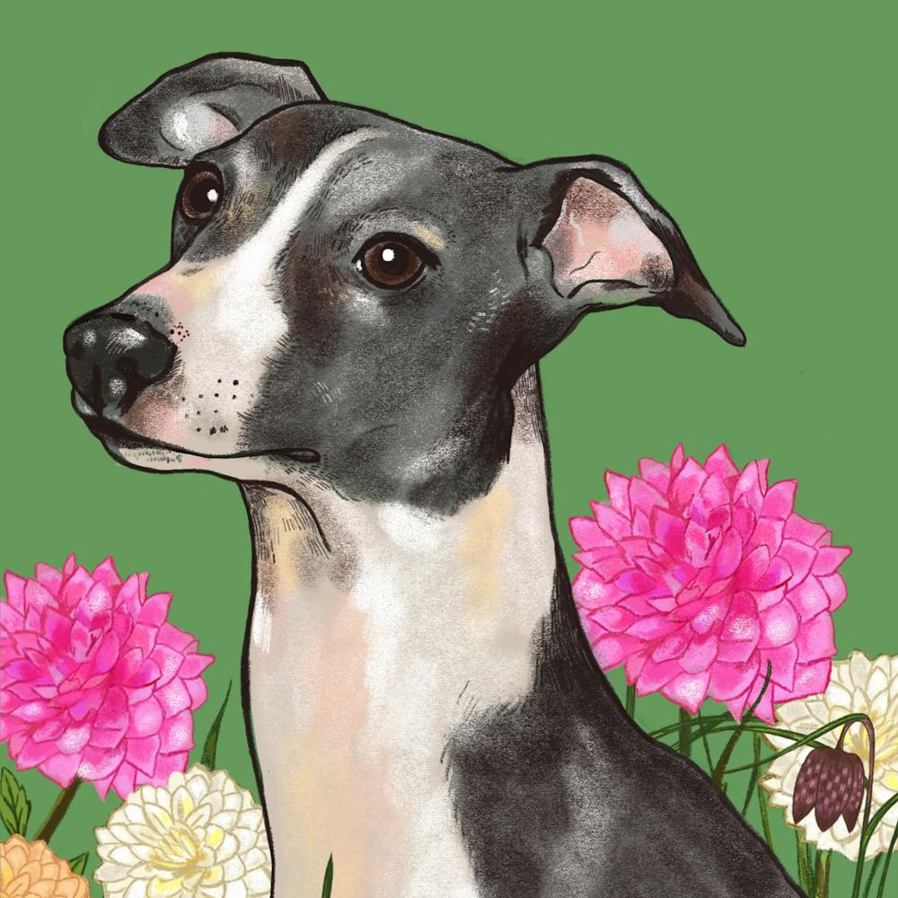 Whippet In Flowers