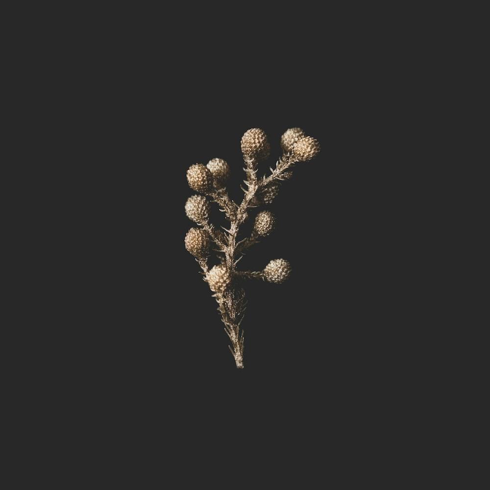 Goldene Fynbos Botanische Elemente Auf Schwarzem Quadrat