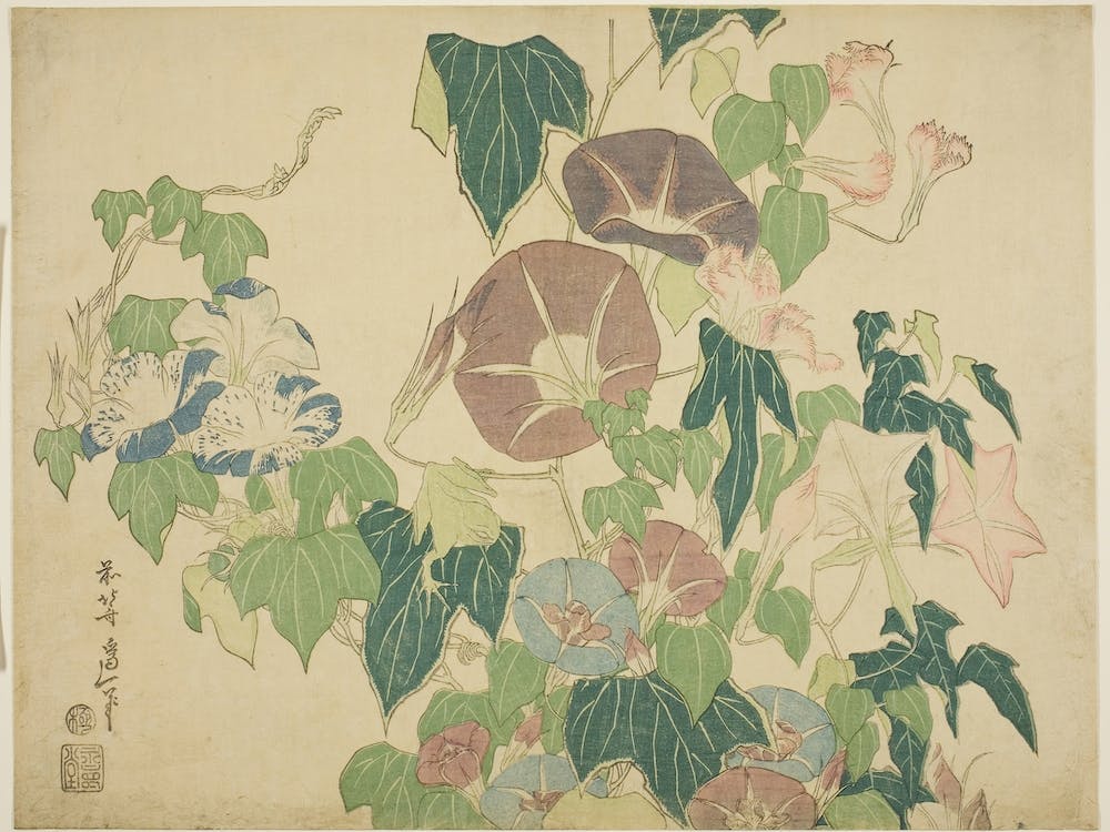 Morning Glory, Katsushika Hokusai
