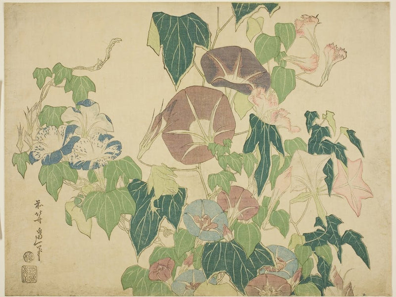 Morning Glory, Katsushika Hokusai