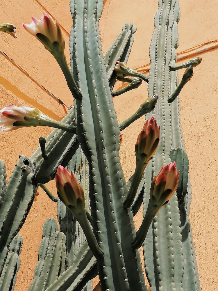 Flowering Cactus
