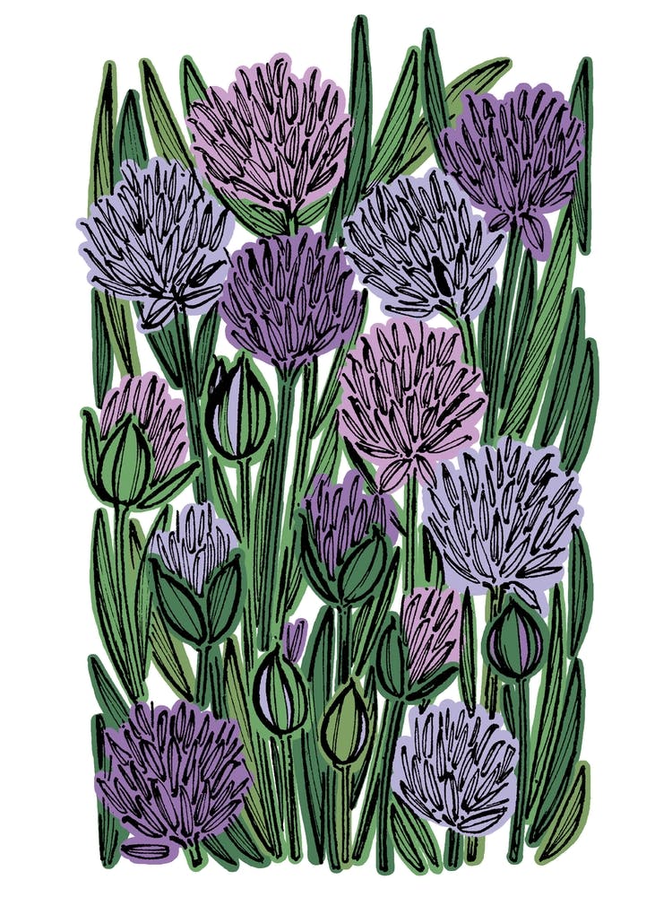 Chive Herb Flowers
