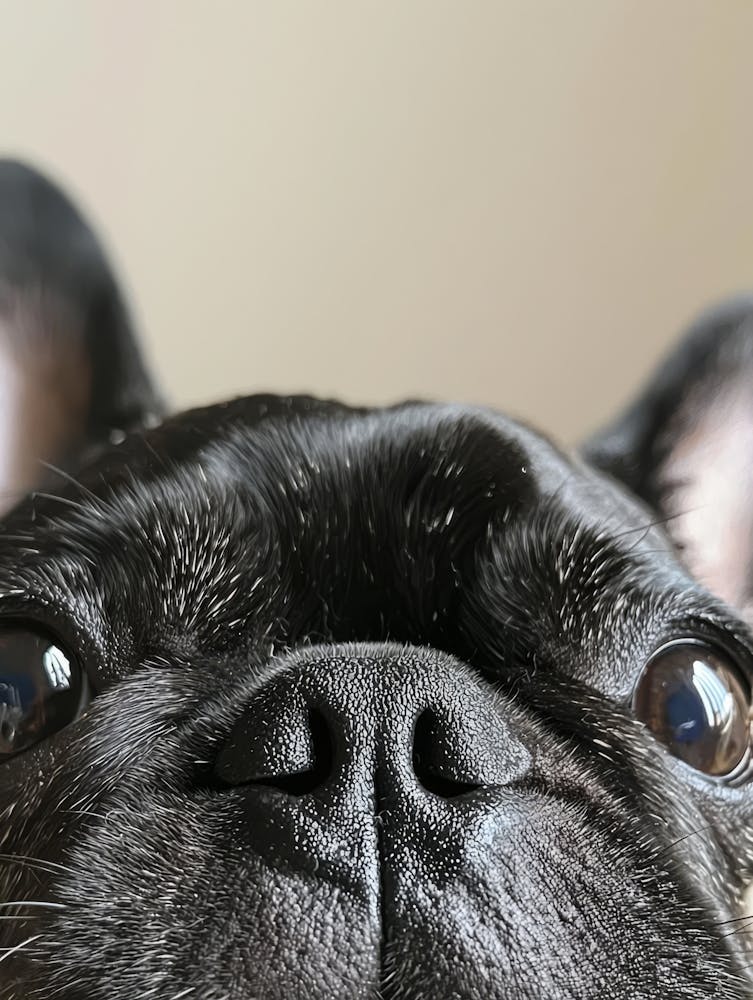 French Bulldog.Generated AI. 6