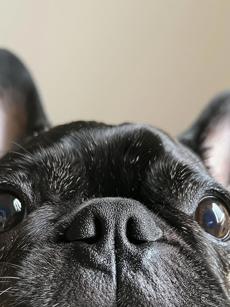 French Bulldog.Generated AI. 6