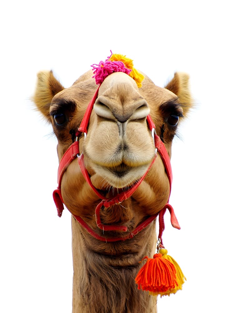 Regal Camel – Ein Porträt von Eleganz und Tradition