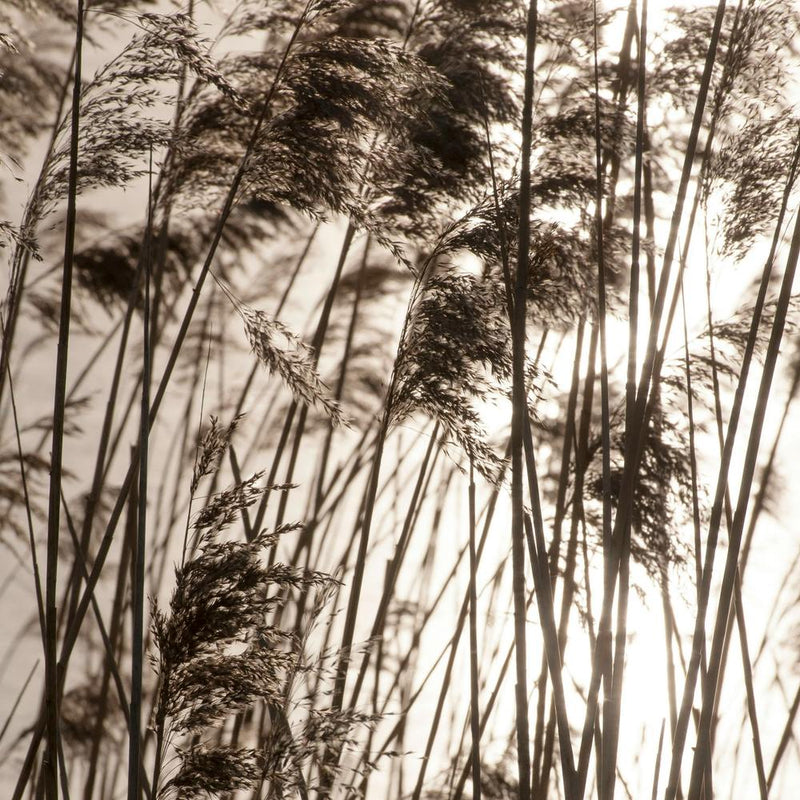 Grasses In The Golden Sunset Square