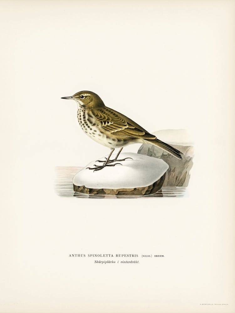 Wasserpieper (Anthus Spinoletta Rupestris), The Von Wright Brothers