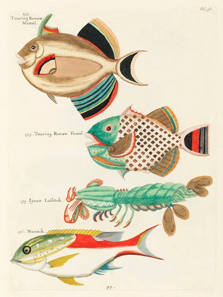 Colourful And Surreal Illustrations Of Fishes And Lobster Found In Moluccas (Indonesia) And The East Indies, Louis Renard(17)