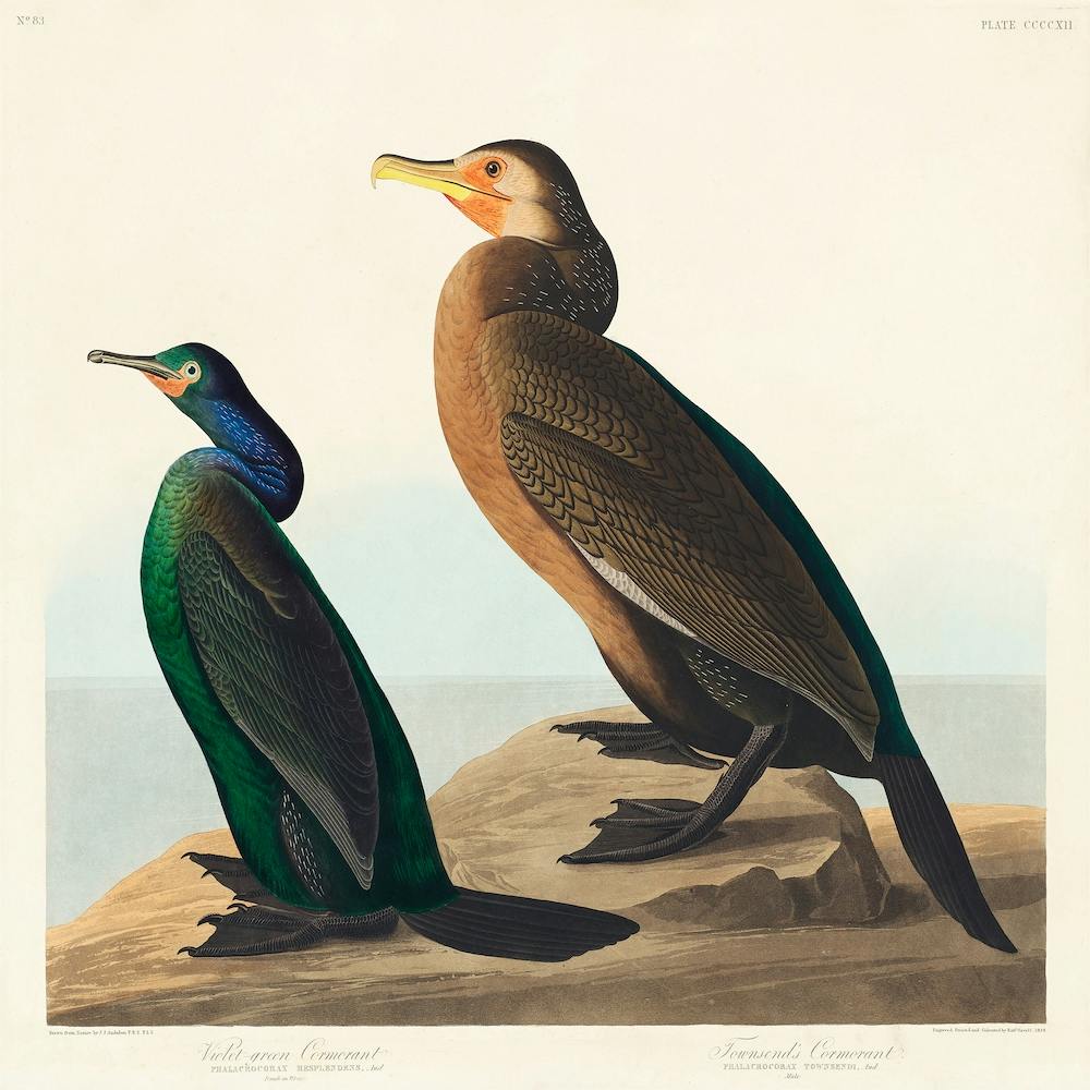 Grünbunter Kormoran, Birds Of America, John James Audubon