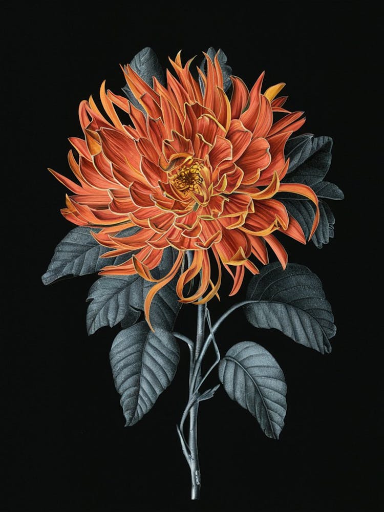 Dahlia 7