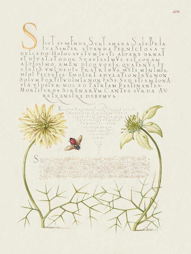 Black Cumins And Insect From Mira Calligraphiae Monumenta, Joris Hoefnagel