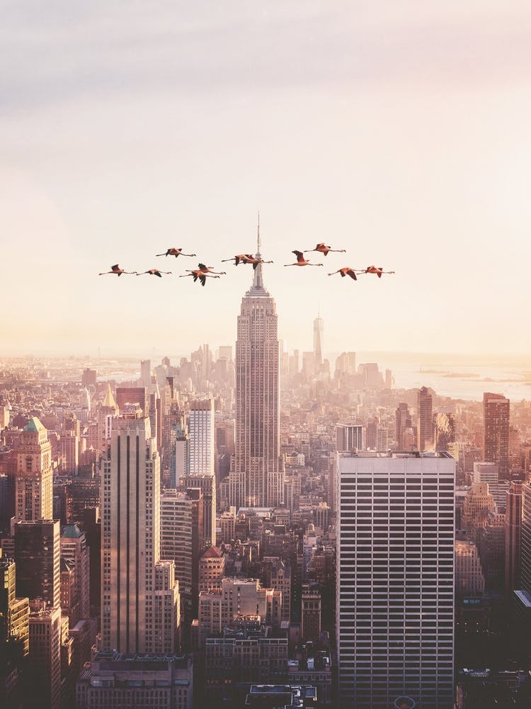 Flamingos in New York
