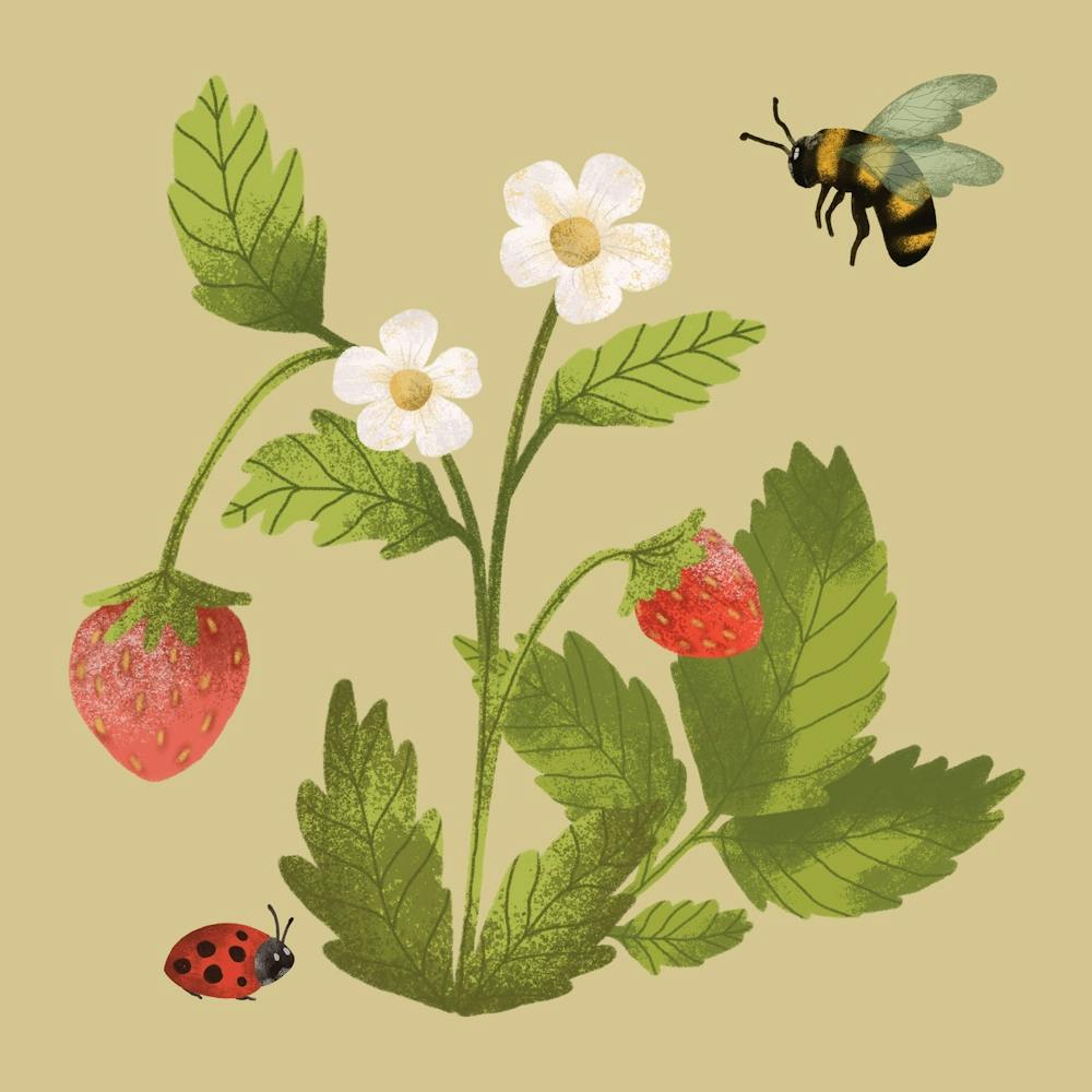 Bee flying around strawberry branch summer illustration