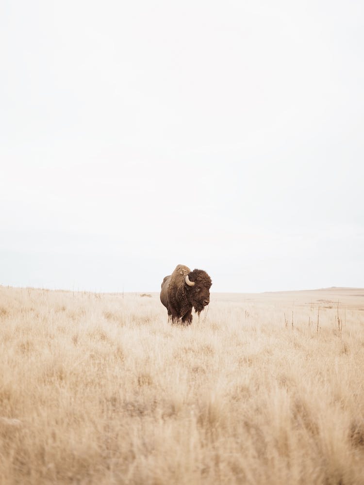 Single Bison In Field