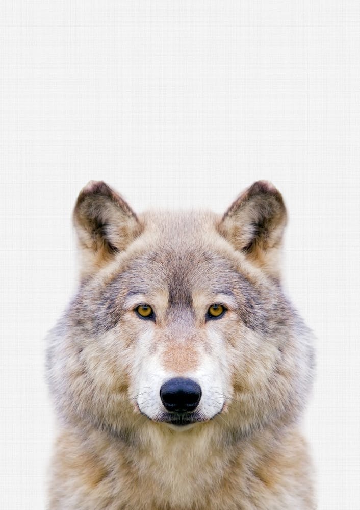 Wolf II