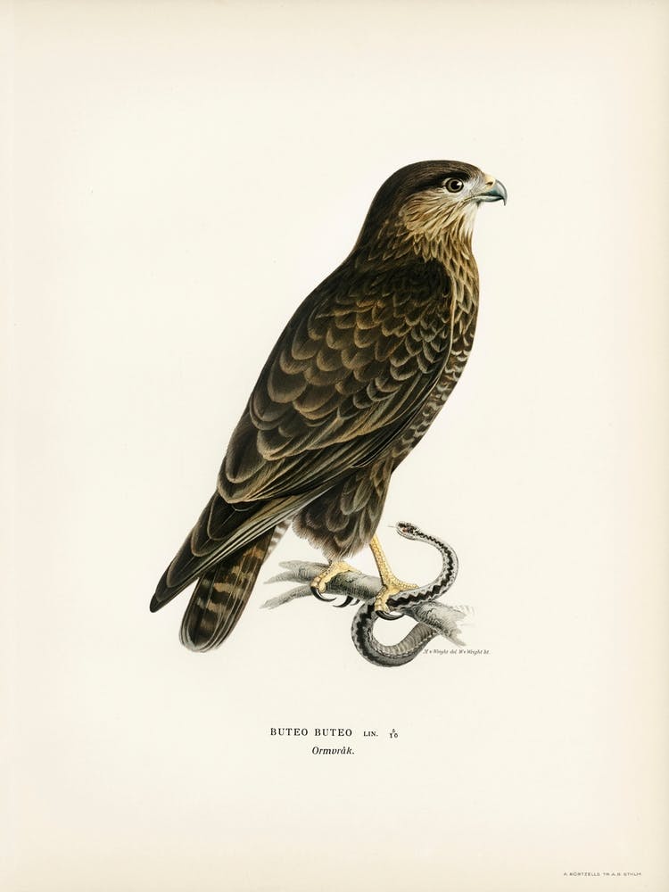 Common Buzzard, The Von Wright Brothers
