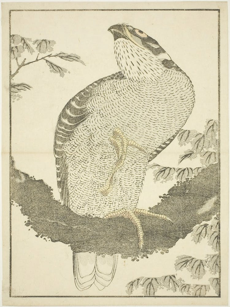 Hawk, From The Picture Book Of Realistic Paintings, Katsushika Hokusai