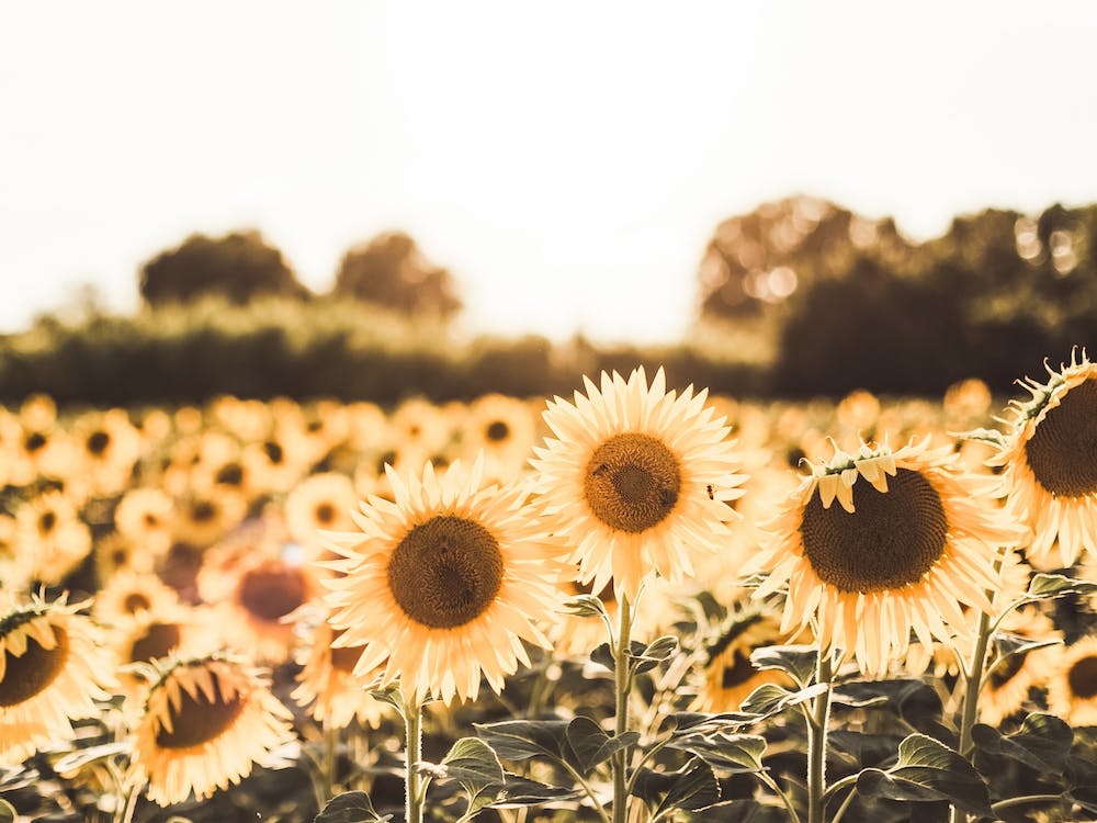 Field Of Sunflowers