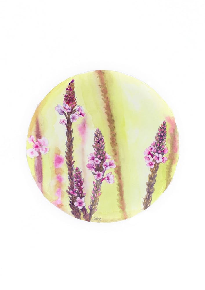 Circular Verbena