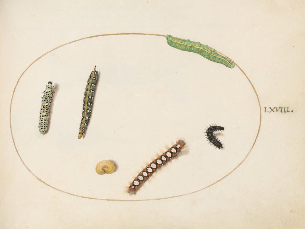 Animalia Qvadrvpedia Et Reptilia, Joris Hoefnagel (2)