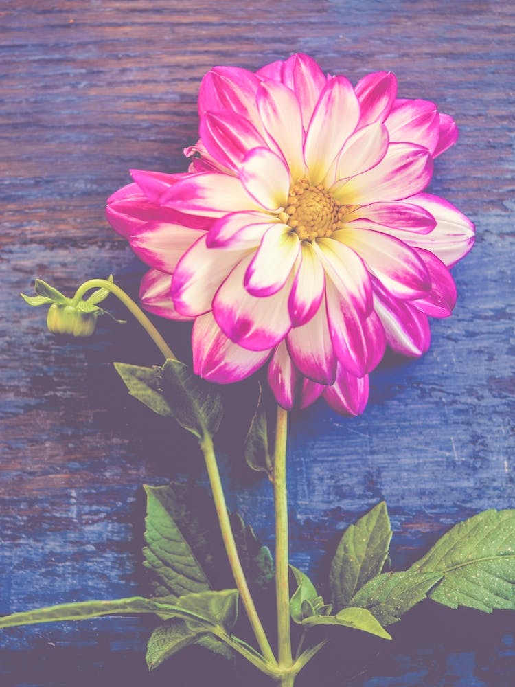 Autumn Dahlia On Blue Table