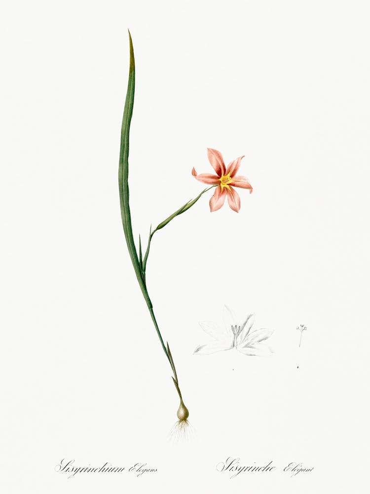 Sisyrinchium Elegans Illustration From Les Liliacées (1805), Pierre Joseph Redoute