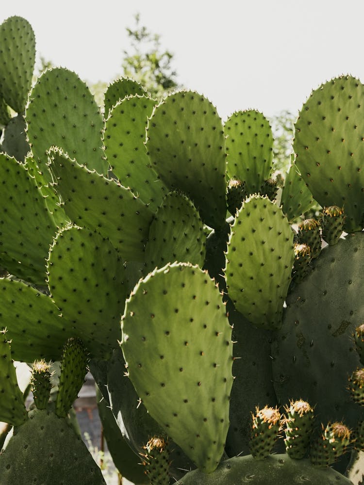 Cactus In The Streets Of Vibo Valentia In Italy